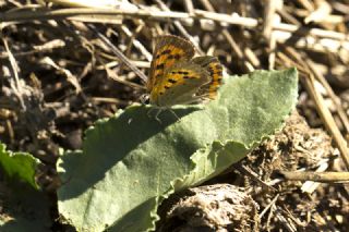 Benekli Bakr Gzeli (Lycaena phlaeas)