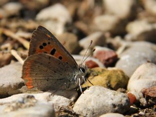 Benekli Bakr Gzeli (Lycaena phlaeas)