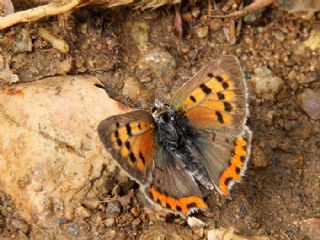 Benekli Bakr Gzeli (Lycaena phlaeas)