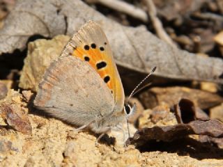 Benekli Bakr Gzeli (Lycaena phlaeas)