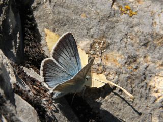 �okg�zl� �fikarmon&nbsp;(Polyommatus&nbsp;iphicarmon)