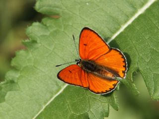 Byk Bakr Gzeli (Lycaena dispar)