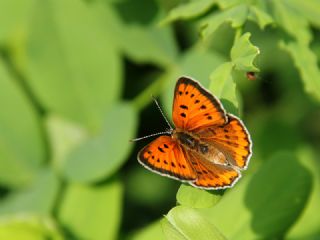 Byk Bakr Gzeli (Lycaena dispar)