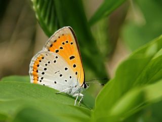 Byk Bakr Gzeli (Lycaena dispar)