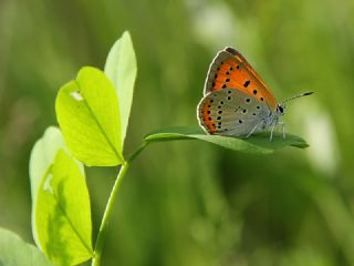 Byk Bakr Gzeli (Lycaena dispar)