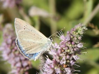 �okg�zl� Teresya, Saimbeyli Mavisi&nbsp;(Polyommatus&nbsp;theresiae)