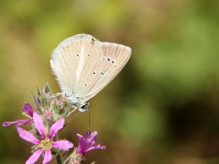 �okg�zl� Teresya, Saimbeyli Mavisi&nbsp;(Polyommatus&nbsp;theresiae)