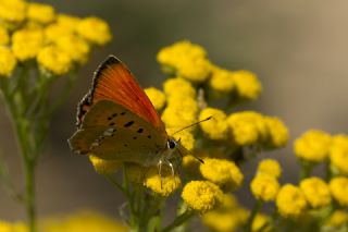 Orman Bakr Gzeli (Lycaena virgaureae)