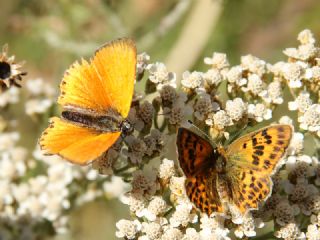 Orman Bakr Gzeli (Lycaena virgaureae)