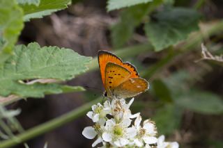 Orman Bak�r G�zeli&nbsp;(Lycaena&nbsp;virgaureae)