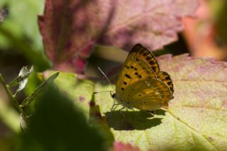 Orman Bakr Gzeli (Lycaena virgaureae)