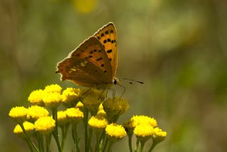 Orman Bakr Gzeli (Lycaena virgaureae)