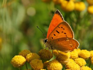 Orman Bakr Gzeli (Lycaena virgaureae)