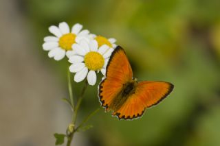 Orman Bakr Gzeli (Lycaena virgaureae)