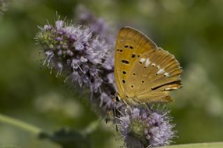 Orman Bakr Gzeli (Lycaena virgaureae)