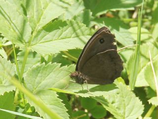 Kara Hayalet (Minois dryas)