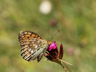 Gzel nci (Argynnis aglaja)