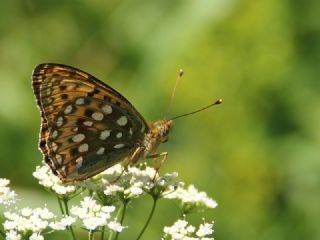 Gzel nci (Argynnis aglaja)