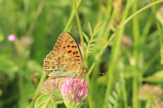 Gzel nci (Argynnis aglaja)