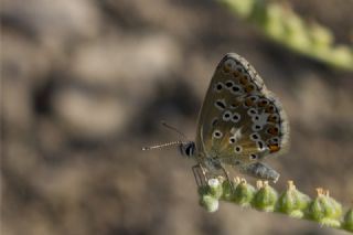 okgzl Balkan Mavisi (Aricia anteros )