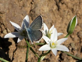 okgzl Balkan Mavisi (Aricia anteros )