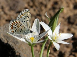 okgzl Balkan Mavisi (Aricia anteros )