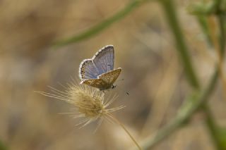 okgzl Balkan Mavisi (Aricia anteros )