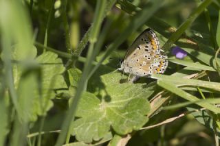 okgzl Balkan Mavisi (Aricia anteros )