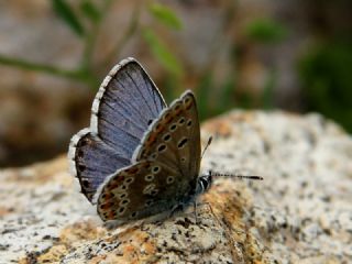 okgzl Balkan Mavisi (Aricia anteros )