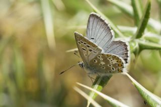 okgzl Balkan Mavisi (Aricia anteros )