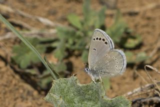 Anadolu Karagz Mavisi (Glaucopsyche astraea)