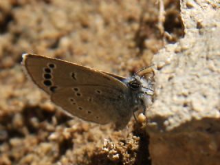 Anadolu Karagz Mavisi (Glaucopsyche astraea)