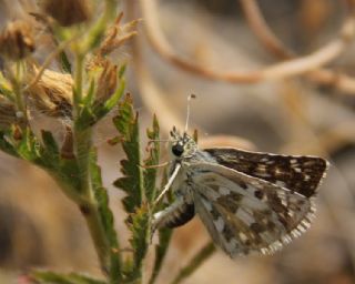 Gzel Zpzp (Pyrgus cinarae)