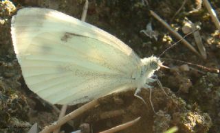 Yalanc Beyazmelek (Pieris pseudorapae)