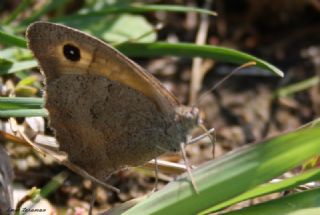 Esmerperi (Hyponephele lupina)