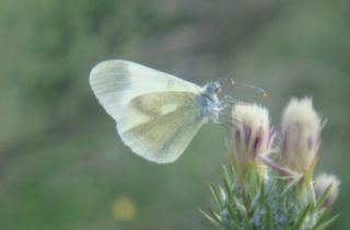 Doulu Narin Orman Beyaz (Leptidea duponcheli)