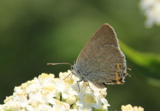 Minik Sevbeni (Satyrium acaciae)