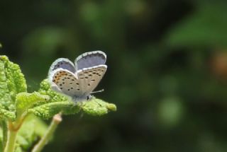 Himalaya Mavisi (Pseudophilotes vicrama)