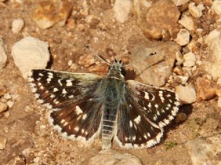 Kzl Zpzp (Spialia orbifer)