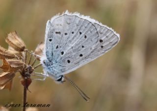 okgzl Dafnis (Polyommatus daphnis)