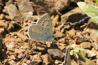 okgzl Edon Mavisi (Polyommatus aedon)