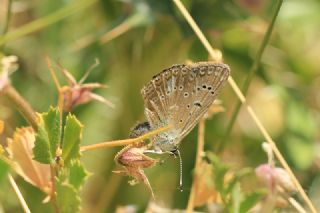 okgzl Edon Mavisi (Polyommatus aedon)