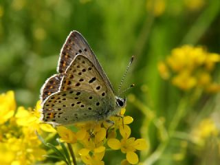 sli Bakr Gzeli (Lycaena tityrus)