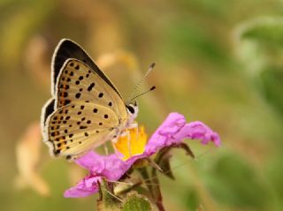 sli Bakr Gzeli (Lycaena tityrus)