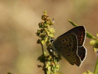 sli Bakr Gzeli (Lycaena tityrus)