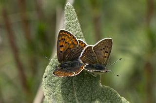 sli Bakr Gzeli (Lycaena tityrus)
