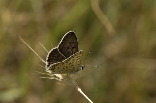 sli Bakr Gzeli (Lycaena tityrus)