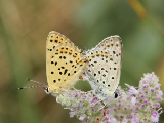 sli Bakr Gzeli (Lycaena tityrus)