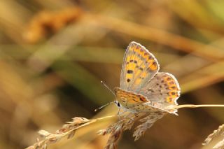 sli Bakr Gzeli (Lycaena tityrus)