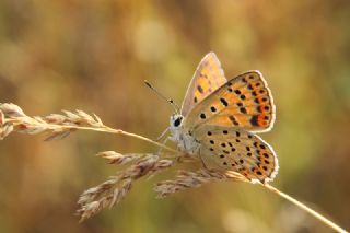 sli Bakr Gzeli (Lycaena tityrus)